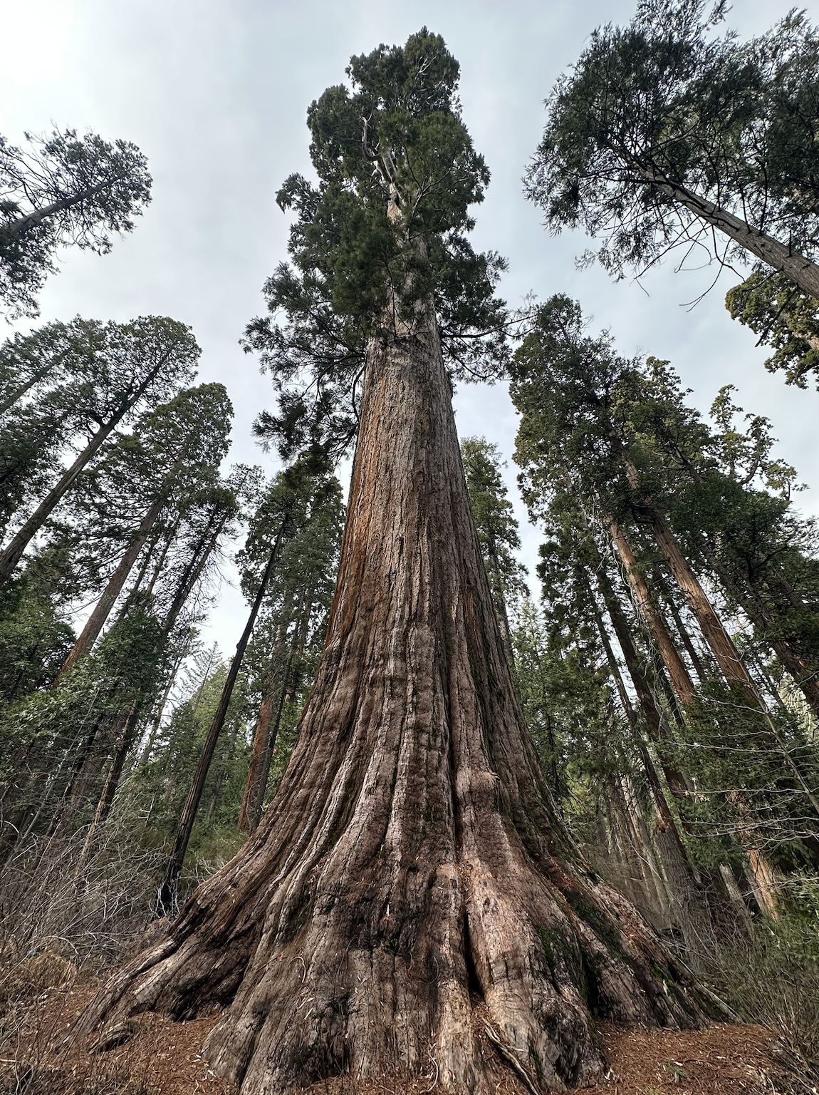 A giant sequoia, seen from its base